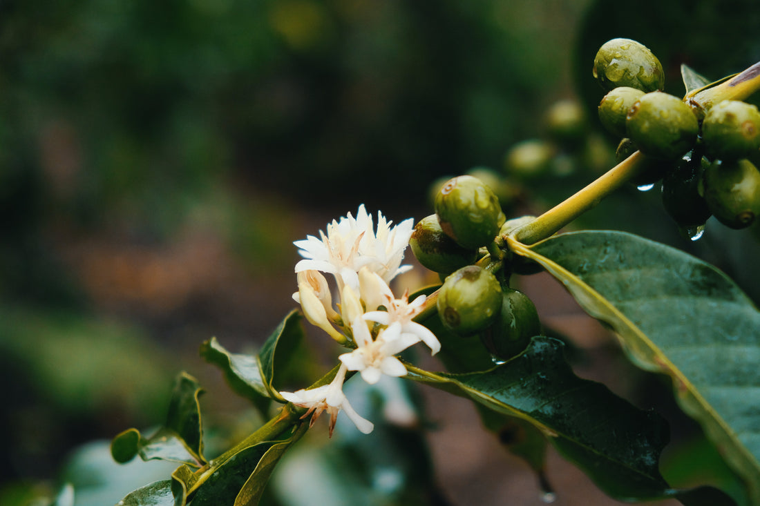 Does the World Really Need another Coffee Importer?